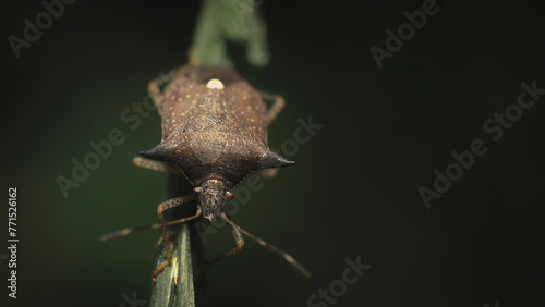 shieldbug resting photo