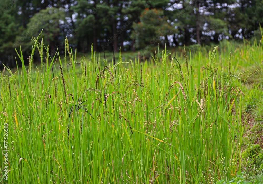 Obraz premium Beautiful view of a green rice field
