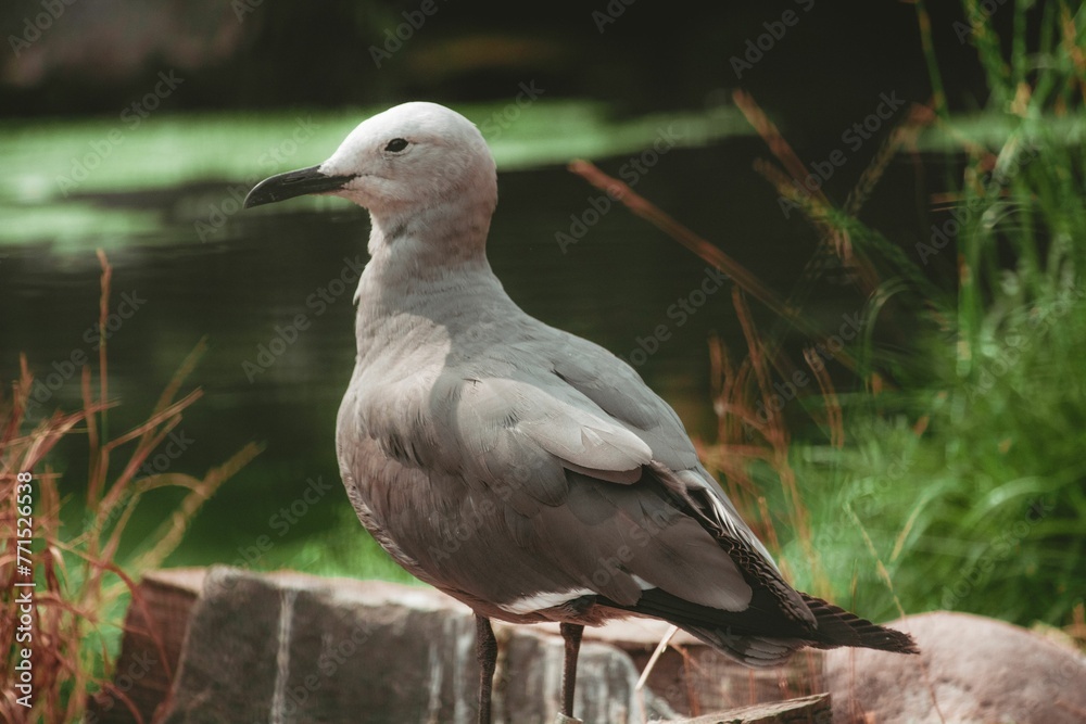 Fototapeta premium Gray gull perched atop a wooden post near a tranquil lake surrounded by lush green grass