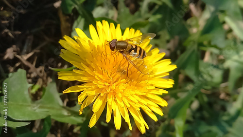 An insect sits on a flower. A hoverfly on a dandelion.