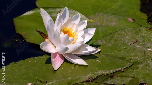 Tranquil scene of a white water lily in full bloom  its delicate petals