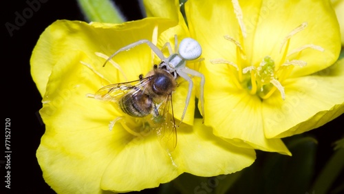 a small Misumena vatia spider fighting a bee photo