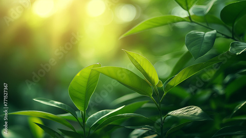 Abstract blur green foliage and tree in jungle with sun light spring summer. Farming concept on plant forest and environment day of farmer organic building sunshine on leaf herb lush soft in ecology.