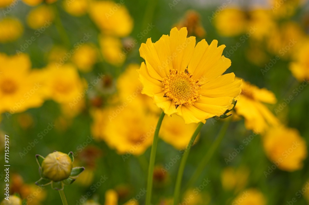 Vibrant yellow flowers in a lush green field, with multiple buds Vibrant yellow flowers in a lush green field, with multiple buds
