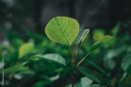 Closeup of growing plant leaves