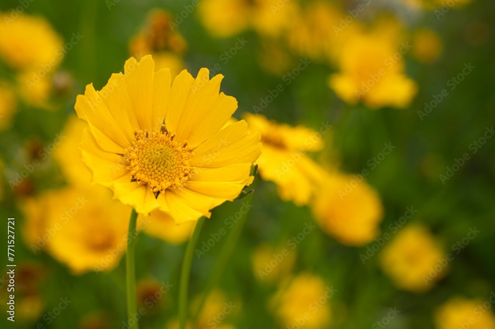Vibrant yellow flowers in a lush green field, with multiple buds Vibrant yellow flowers in a lush green field, with multiple buds