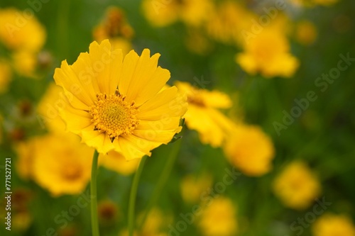 Vibrant yellow flowers in a lush green field, with multiple buds