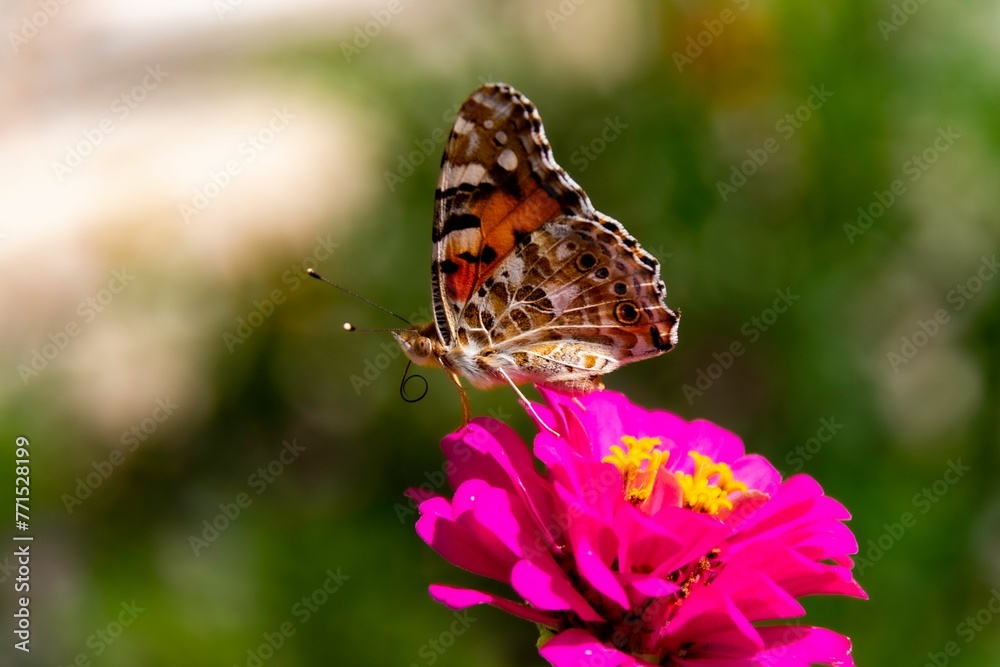 Selective focus shot of a painted lady butterfly on a pink flower Selective focus shot of a painted lady butterfly on a pink flower