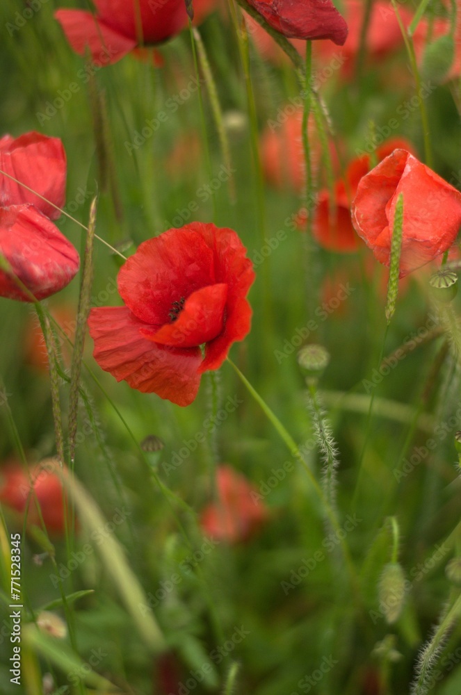 Obraz premium Vibrant and colorful field of red poppy flowers growing in a lush, grassy area of a garden