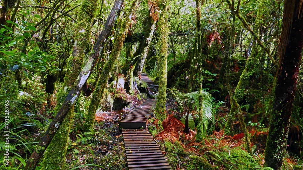 Obraz premium Wooden walkway through a lush rainforest.