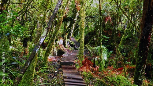 Wooden walkway through a lush rainforest.