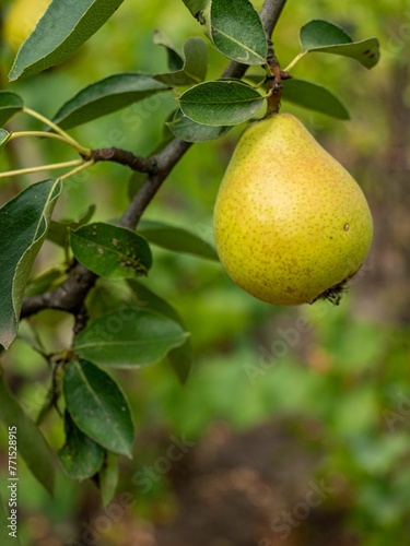 Vertical closeup of a ripe pear growing on a green tree