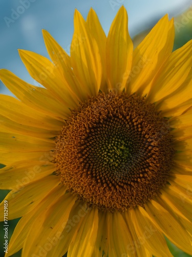 Vibrant sunflower standing tall in the field photo
