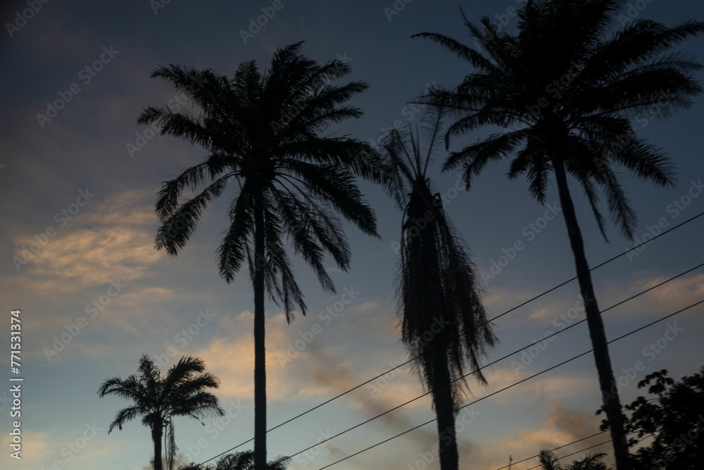 Fototapeta premium Beautiful orange and pink sunset illuminated by a golden light, with palm trees against the sky