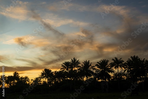 Beautiful orange and pink sunset illuminated by a golden light, with palm trees against the sky © Wirestock