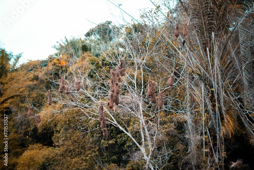 the trees and branches are very thin, and with no leaves photo