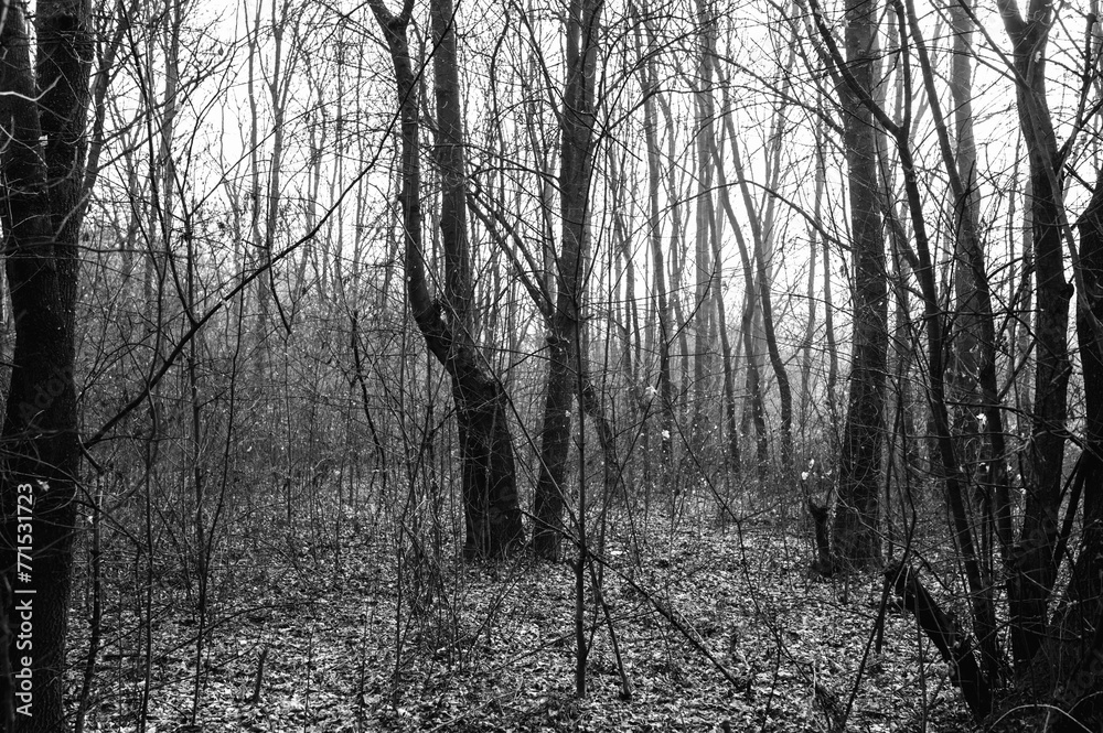 Fototapeta premium a black and white photo of a forest scene with the leaves scattered on the ground