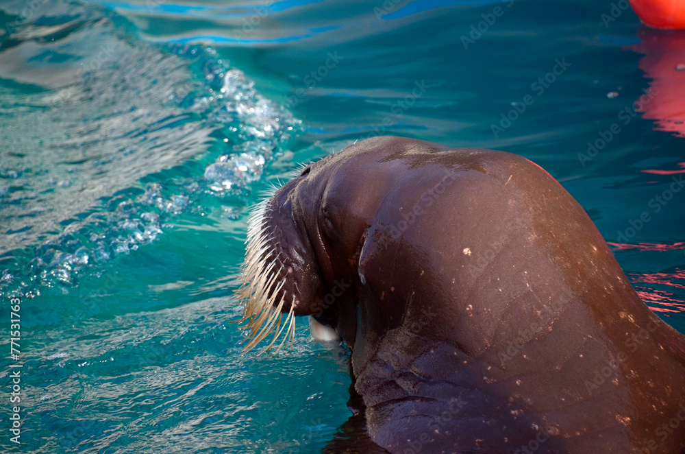 Obraz premium セイウチ