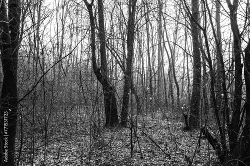 a black and white photo of a forest scene with the leaves scattered on the ground