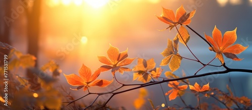 A twig with autumn leaves in shades of amber and orange, set against a red sky at dusk during sunset, with the afterglow casting a warm light on the natural landscape of grass