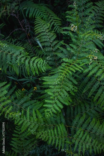 Vibrant field of lush green fern in the wild