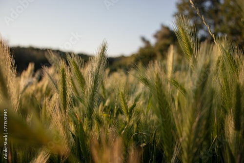 Scenic landscape featuring a lush wheat field with lush green grass in the foreground