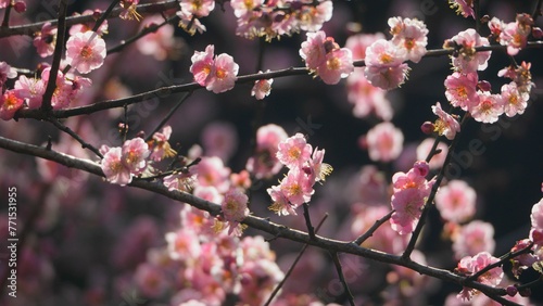 a closeup of cherry blossoms at hongkong Kadoorie Farm and Botanic Garden photo