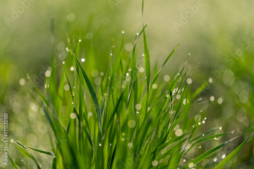 Fresh green wheat grass with drops dew