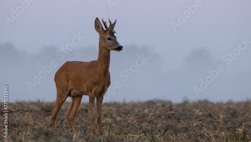 Deer stands in the middle of an arid grassland on a gloomy day