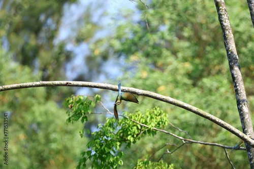 Broad-billed Motmot (Electron platyrhynchum) in flight in a forest photo