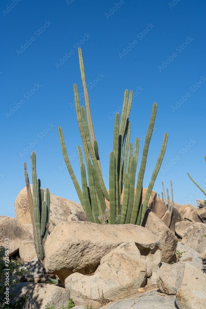 Cluster of cacti growing amongst jagged rocks in a scenic desert landscape