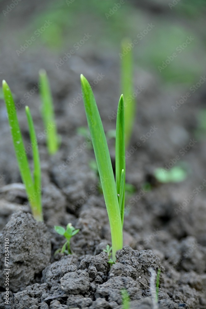 green grass grows from the dirt and leaves in an arid field green grass grows from the dirt and leaves in an arid field