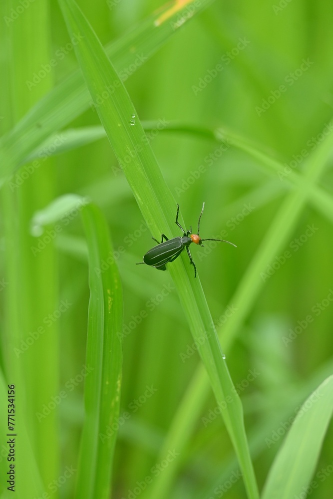 Naklejka premium Vertical selective focus shot of an epicauta bug on a green grass blade