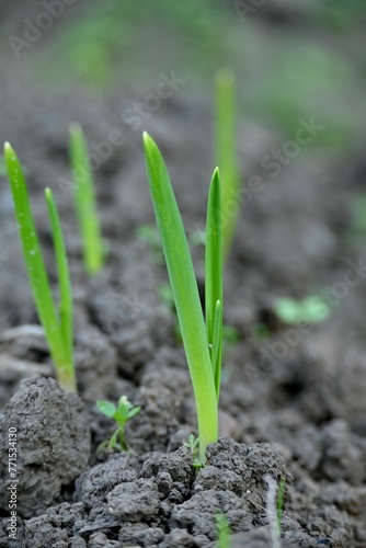 green grass grows from the dirt and leaves in an arid field