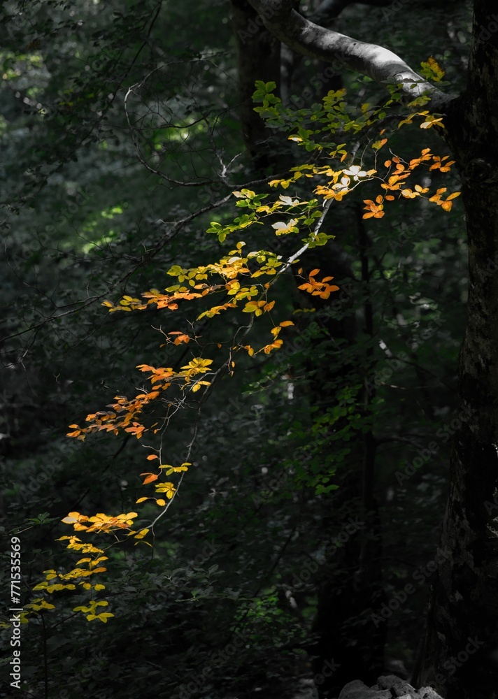 the leaves of a tree are changing color in the dark the leaves of a tree are changing color in the dark
