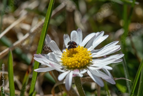 Photography Closeup shot of two ladybugs engaging in a mating ritual on a daisy flower