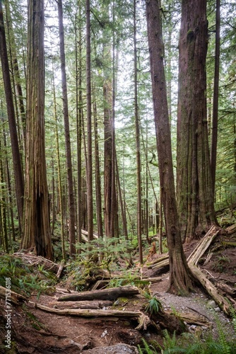 Fallen trees in the woods near Port Renfrew, Vancouver Island