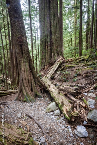 Fallen trees in the woods near Port Renfrew  Vancouver Island