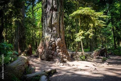 Beautiful shot of giant trees in the Cathedral Grove forests near Port Alberni, Vancouver Island photo
