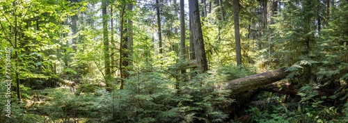 Beautiful shot of giant trees in the Cathedral Grove forests near Port Alberni, Vancouver Island photo