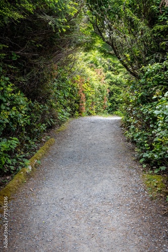 Wild Pacific Trail winding through a forest in Ucluelet, British Columbia © Wirestock