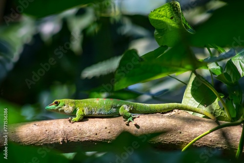a geckoade sitting on a branch in the forest