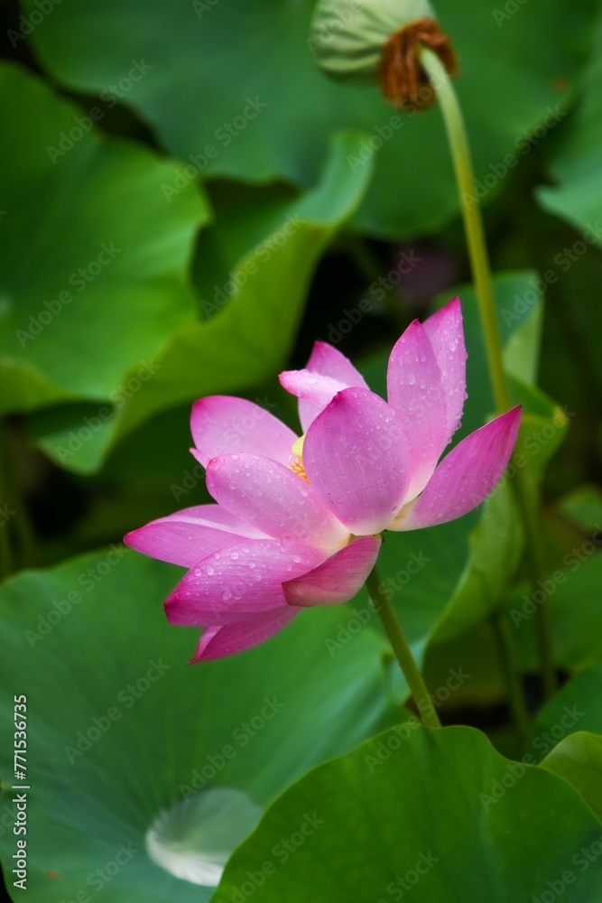Close-up a beautiful, pink Nelumbo nucifera flower growing against lush foliage Close-up a beautiful, pink Nelumbo nucifera flower growing against lush foliage