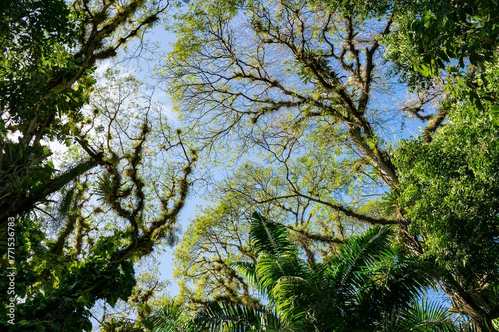 Low-angle of lush canopy of trees against a blue sky Low-angle of lush canopy of trees against a blue sky