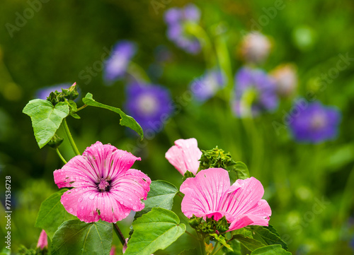 Photography Flowers in The National Botanic Garden Dublin Ireland