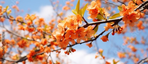 A beautiful closeup shot of an orange blossom tree branch with flowers against a backdrop of a clear blue sky, showcasing a stunning natural landscape