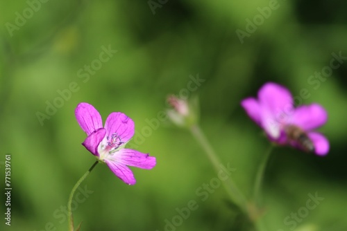 Purple wood crane's-bill in the garden with a blurry background
