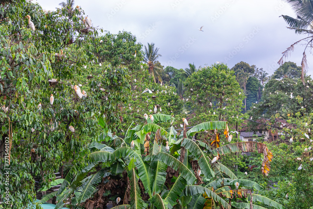 White herons (Petulu birds) on trees near Ubud, Bali, Indonesia