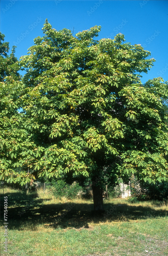 Aesculus hippocastaneus , Marronnier Aesculus hippocastaneus , Marronnier
