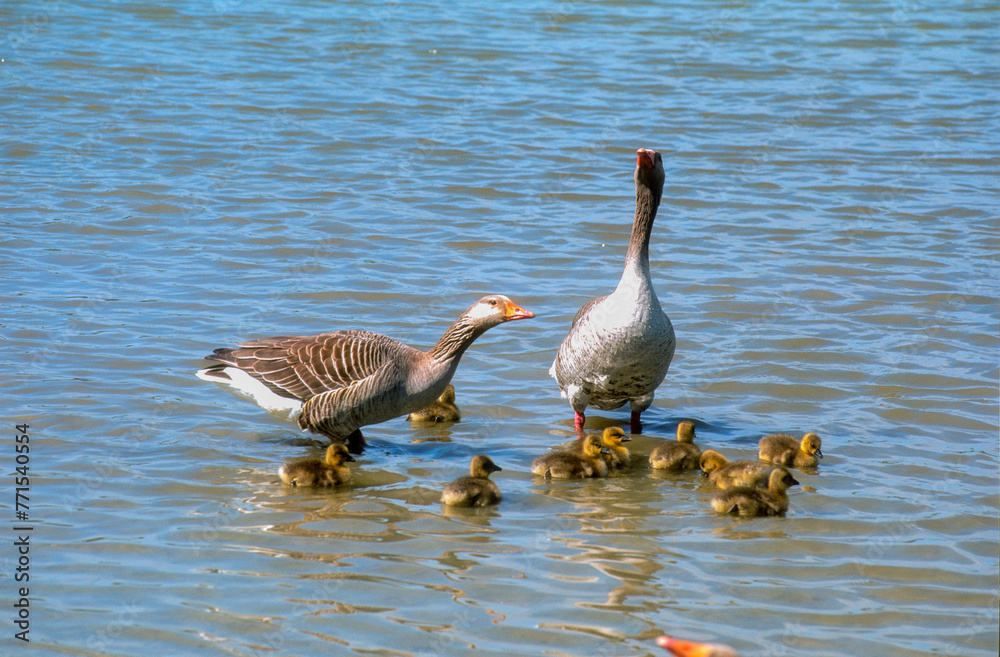 Oie cendrée, Anser anser, Greylag Goose, jeune, femelle